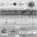 Fig. 01 - CO-DELIVERY OF NUCLEIC ACIDS FOR SIMULTANEOUS SUPPRESSION AND EXPRESSION OF TARGET GENES