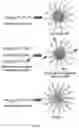 Fig. 02 - CO-DELIVERY OF NUCLEIC ACIDS FOR SIMULTANEOUS SUPPRESSION AND EXPRESSION OF TARGET GENES