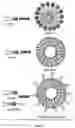 Fig. 04 - CO-DELIVERY OF NUCLEIC ACIDS FOR SIMULTANEOUS SUPPRESSION AND EXPRESSION OF TARGET GENES