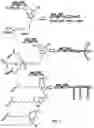 Fig. 05 - CO-DELIVERY OF NUCLEIC ACIDS FOR SIMULTANEOUS SUPPRESSION AND EXPRESSION OF TARGET GENES