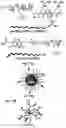 Fig. 12 - CO-DELIVERY OF NUCLEIC ACIDS FOR SIMULTANEOUS SUPPRESSION AND EXPRESSION OF TARGET GENES