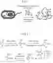Fig. 02 - Aromatic 2-nitrosulfonyl fluoride antibiotics and methods of use thereof