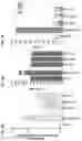 Fig. 04 - Compositions and methods for reactivating latent immunodeficiency virus using a GSK-3 inhibitor
