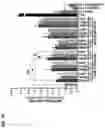 Fig. 13 - Compositions and methods for reactivating latent immunodeficiency virus using a GSK-3 inhibitor