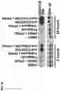 Fig. 17 - Compositions and methods for reactivating latent immunodeficiency virus using a GSK-3 inhibitor