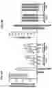 Fig. 28 - Compositions and methods for reactivating latent immunodeficiency virus using a GSK-3 inhibitor