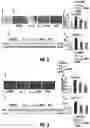 Fig. 03 - Neuroprotective CB2 receptor agonists