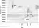 Fig. 01 - COMBINATION OF CERTINIB WITH AN EGFR INHIBITOR