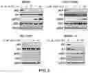 Fig. 06 - COMBINATION OF CERTINIB WITH AN EGFR INHIBITOR