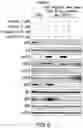 Fig. 07 - COMBINATION OF CERTINIB WITH AN EGFR INHIBITOR