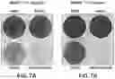 Fig. 08 - COMBINATION OF CERTINIB WITH AN EGFR INHIBITOR