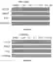 Fig. 09 - KCC2 expression enhancing compounds and uses thereof