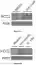 Fig. 12 - KCC2 expression enhancing compounds and uses thereof
