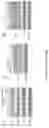 Fig. 23 - KCC2 expression enhancing compounds and uses thereof