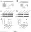 Fig. 24 - KCC2 expression enhancing compounds and uses thereof
