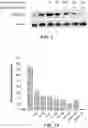 Fig. 02 - Methods for treating diseases associated with abnormal ACVR1 expression and ACVR1 inhibitors for use in the same