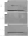 Fig. 05 - Dental and medical compositions having a multiple source of metallic ions
