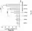 Fig. 35 - Method For Treating Cancer