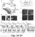 Fig. 03 - PLATELET VESICLE-ENGINEERED CELLS FOR TARGETED TISSUE REPAIR