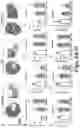 Fig. 07 - PLATELET VESICLE-ENGINEERED CELLS FOR TARGETED TISSUE REPAIR