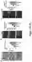 Fig. 08 - PLATELET VESICLE-ENGINEERED CELLS FOR TARGETED TISSUE REPAIR