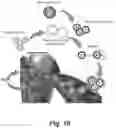 Fig. 11 - PLATELET VESICLE-ENGINEERED CELLS FOR TARGETED TISSUE REPAIR