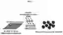 Fig. 02 - Method for efficiently producing 3D midbrain-like organoid through specific electromagnetic wave processing