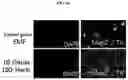 Fig. 07 - Method for efficiently producing 3D midbrain-like organoid through specific electromagnetic wave processing