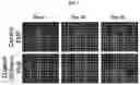Fig. 09 - Method for efficiently producing 3D midbrain-like organoid through specific electromagnetic wave processing