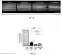 Fig. 05 - Methods and compositions for enhancing cardiomyocyte maturation and engraftment