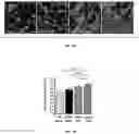 Fig. 06 - Methods and compositions for enhancing cardiomyocyte maturation and engraftment