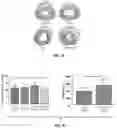 Fig. 10 - Methods and compositions for enhancing cardiomyocyte maturation and engraftment