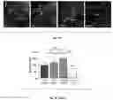 Fig. 12 - Methods and compositions for enhancing cardiomyocyte maturation and engraftment