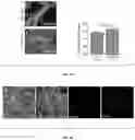 Fig. 16 - Methods and compositions for enhancing cardiomyocyte maturation and engraftment