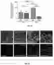 Fig. 28 - Methods and compositions for enhancing cardiomyocyte maturation and engraftment