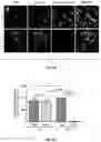 Fig. 34 - Methods and compositions for enhancing cardiomyocyte maturation and engraftment