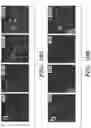 Fig. 35 - Methods and compositions for enhancing cardiomyocyte maturation and engraftment
