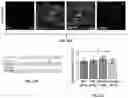 Fig. 42 - Methods and compositions for enhancing cardiomyocyte maturation and engraftment