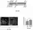 Fig. 43 - Methods and compositions for enhancing cardiomyocyte maturation and engraftment