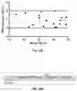 Fig. 45 - Methods and compositions for enhancing cardiomyocyte maturation and engraftment