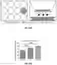 Fig. 46 - Methods and compositions for enhancing cardiomyocyte maturation and engraftment