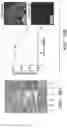 Fig. 48 - Methods and compositions for enhancing cardiomyocyte maturation and engraftment