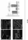 Fig. 50 - Methods and compositions for enhancing cardiomyocyte maturation and engraftment