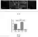 Fig. 51 - Methods and compositions for enhancing cardiomyocyte maturation and engraftment