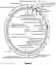 Fig. 07 - Compositions and methods for modulating growth of a genetically modified gut bacterial cell