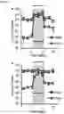 Fig. 11 - Compositions and methods for modulating growth of a genetically modified gut bacterial cell