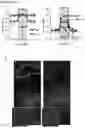 Fig. 16 - Compositions and methods for modulating growth of a genetically modified gut bacterial cell