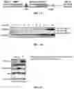 Fig. 02 - EXPRESSION OF PTEN-LONG WITH OCOLYTIC VIRUSES