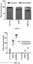Fig. 08 - EXPRESSION OF PTEN-LONG WITH OCOLYTIC VIRUSES