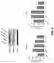 Fig. 05 - Method of using a rosemary extract composition for weight management